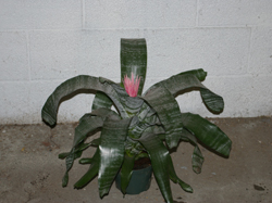 Silver Vase Bromeliad