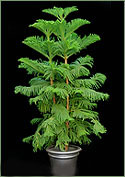 Norfolk Island Pine
