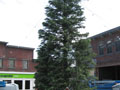 This 30 ft. christmas tree was used in a Christmas commercial for The Co-op department store in London, England.